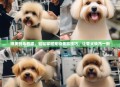 博美剪毛教程，轻松掌握宠物美容技巧，让爱犬焕然一新