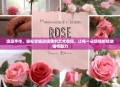 浪漫手作，轻松掌握玫瑰雕刻艺术教程，让每一朵玫瑰都绽放独特魅力
